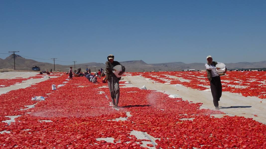 Avrupalı pizza devlerinin gözü kulağı Kayseri'deki hasatta 7